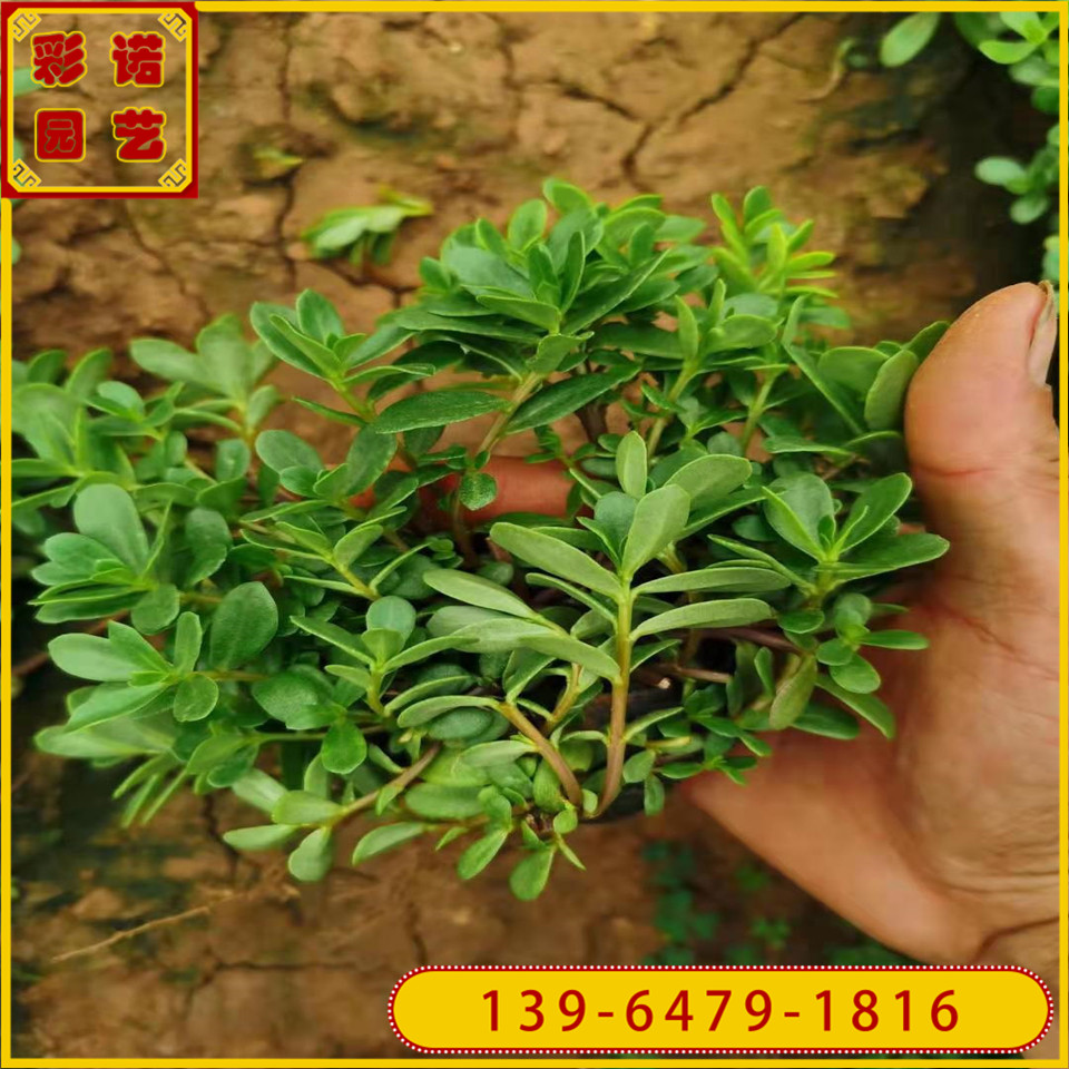 太阳花小苗价格 河北石家庄绿化工程草花 马榨菜花杯苗