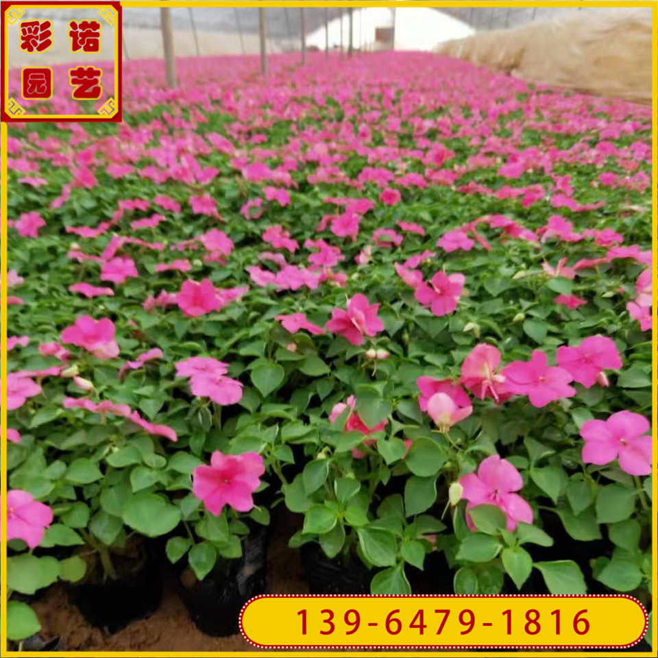 批发供应非洲凤仙花苗 玫红色系园林观赏凤仙花营养钵苗