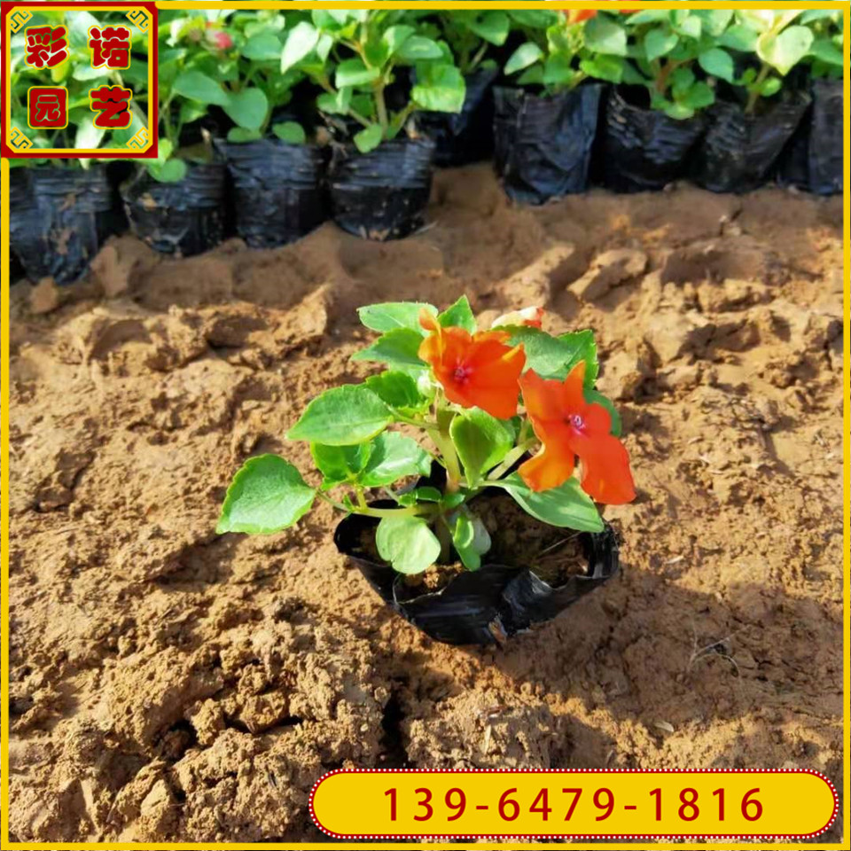 批发非洲凤仙花容器苗 园林观赏凤仙花小苗 青州凤仙花杯苗基地