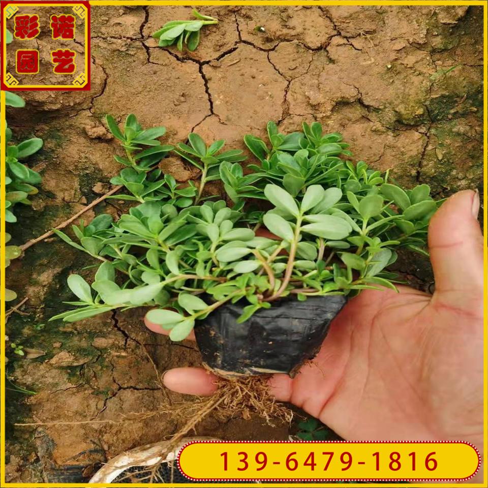 半枝莲小苗草花大 马齿笕容器苗 太阳花盆栽苗价格