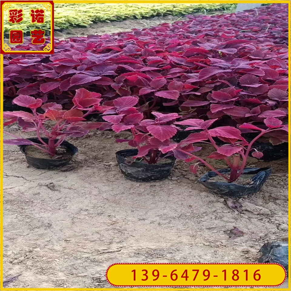 工程绿化彩叶草盆苗种植基地 山东彩叶草小苗价格 彩叶草图片