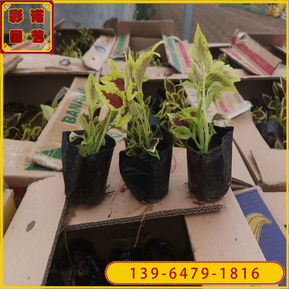红色彩叶草杯苗种植基地 绿色彩叶草幼苗批彩叶草 火焰纹小苗