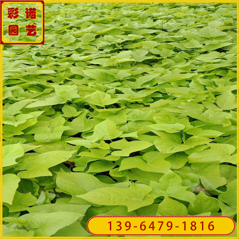 观赏植物金叶薯容器苗 观叶园林绿化黄金署种苗 景观金叶薯小苗