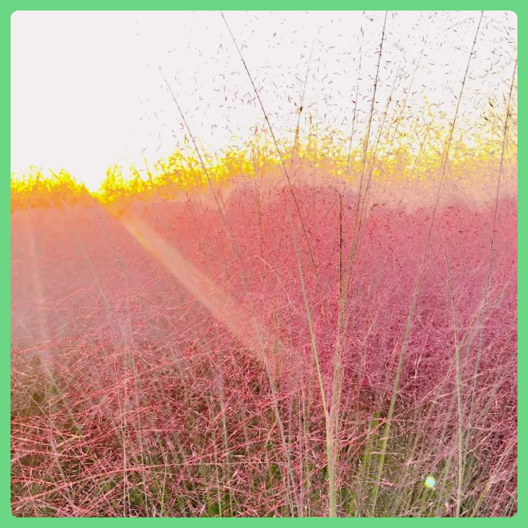 园林观赏粉黛乱子草 观赏草花 欢迎电话联系 粉黛乱子草供货商