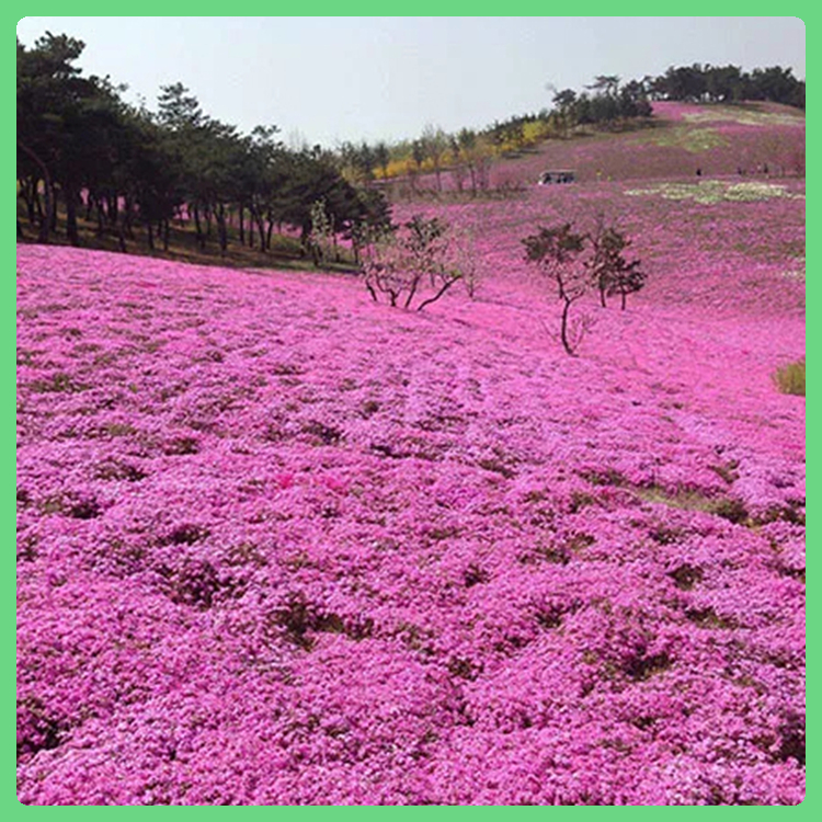 花海景观用芝樱 详情请联系客服 山东宿根花卉 丛生福禄考价格