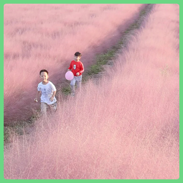订购报价 园林观赏粉黛乱子草 粉黛乱子草价格 观赏草花