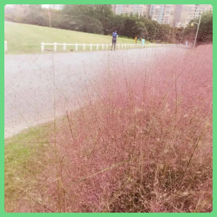 夏杰花卉苗木 粉黛乱子草杯苗 销售粉黛乱子草 青州草花供应