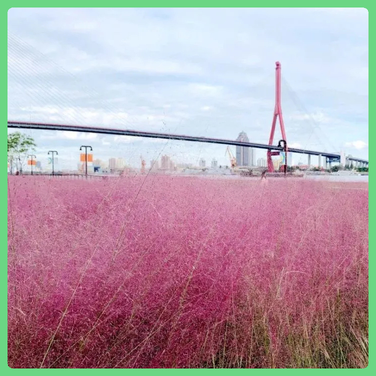 粉黛乱子草小苗 观赏草花 价格实惠 粉黛乱子草行情