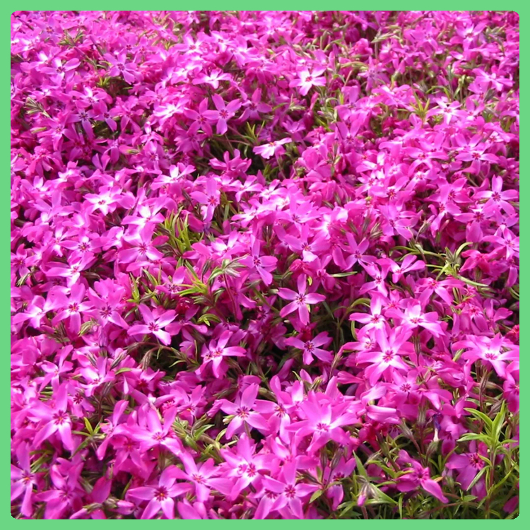价格合理 观赏草花基地 芝樱小苗 丛生福禄考基地