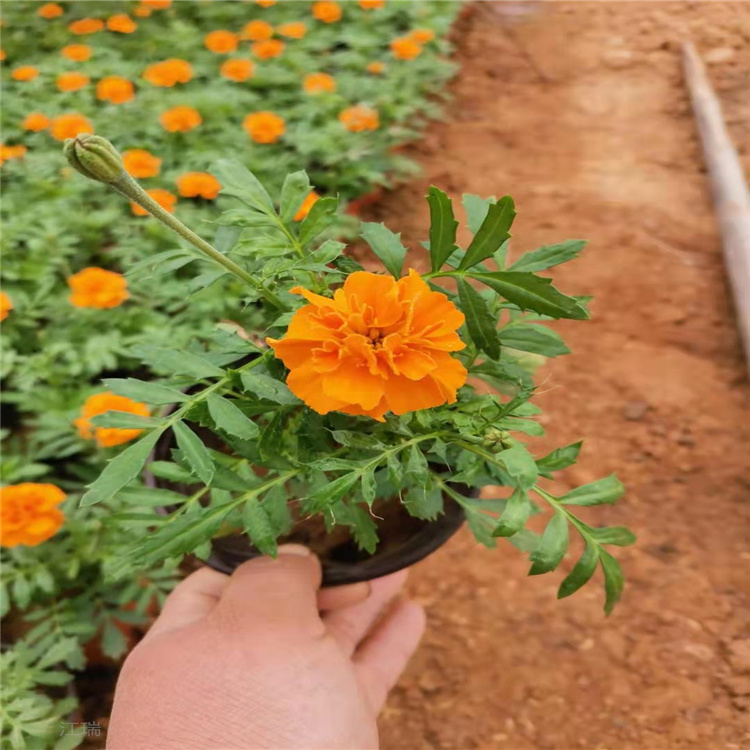 组摆花卉孔雀草 时令花卉孔雀草基地 江瑞