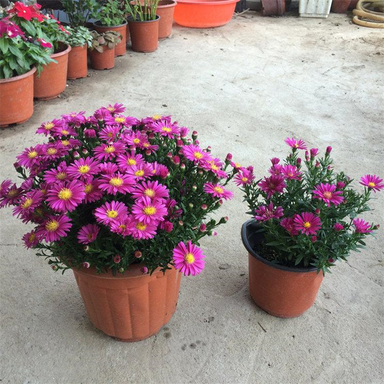 大量供应荷兰菊 宿根花卉荷兰菊出售 荷兰菊好养易活