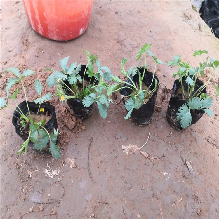 三叶委陵菜种植户 三叶委陵菜质优价廉 好种植 江瑞