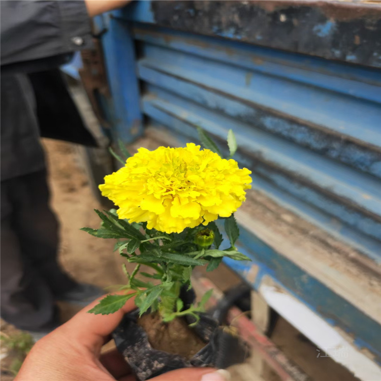 节假日组摆万寿菊 盆栽万寿菊基地 江瑞草花