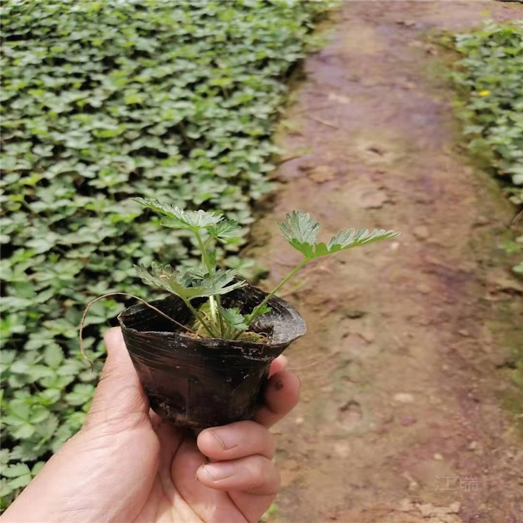 护坡绿化三叶委陵菜批发 江瑞园艺 三叶委陵菜基地