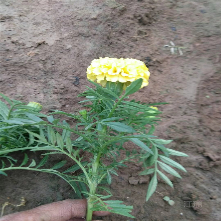 组摆花卉万寿菊 工程用苗万寿菊批发 江瑞常年低价供应时令花卉