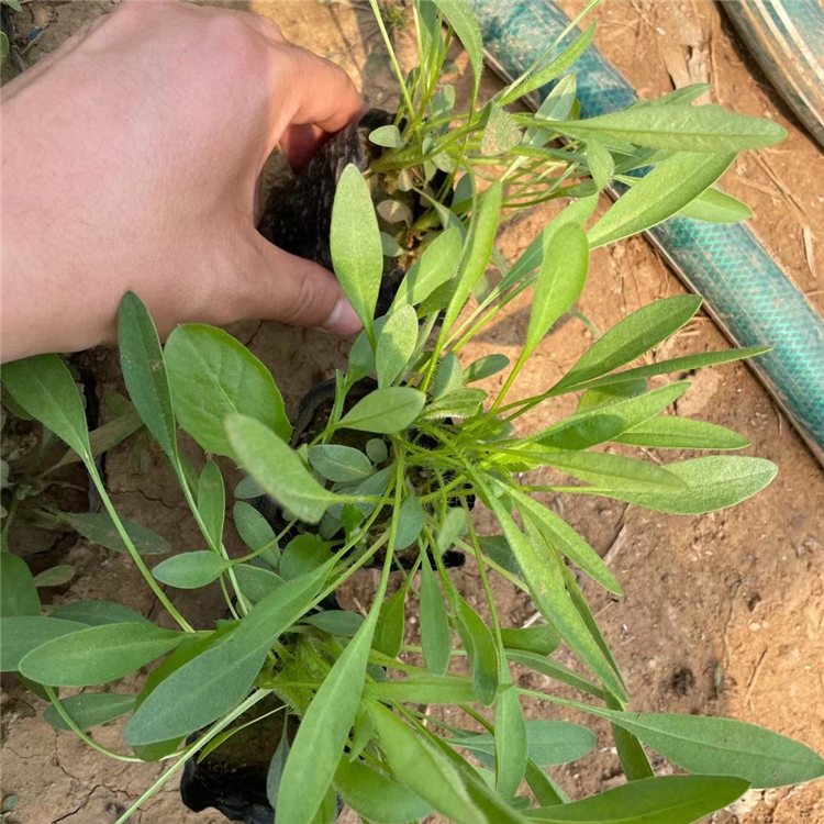 多年生草本金鸡菊  金鸡菊报价  花朵繁盛鲜艳，冬叶长绿