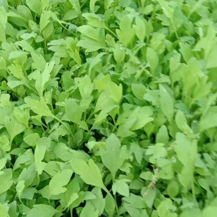 青泰  苗圃基地批发  四季开花