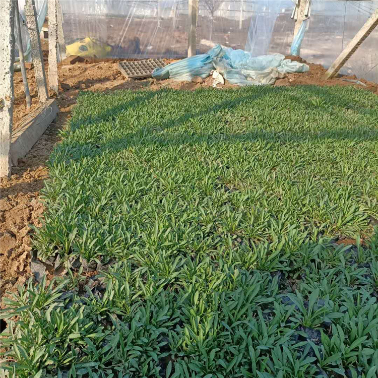 青泰  荷兰菊报价  花坛点缀