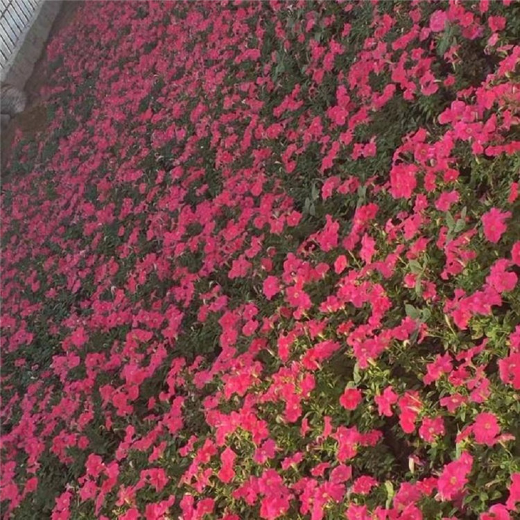 绿化用地被菊价格  地被菊培育  多色系草花，观赏性好