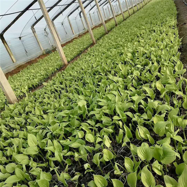 青泰  大花白玉簪培育基地  观赏性好