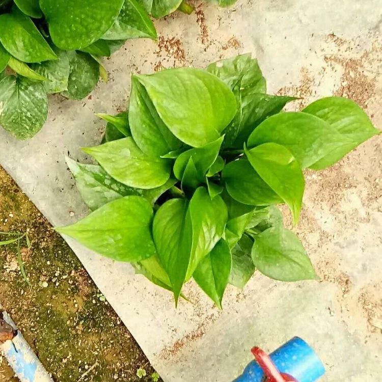 青泰  紫花玉簪报价  适应性好
