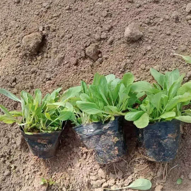 大花金鸡菊  绿化用金鸡菊  庭院常见栽培