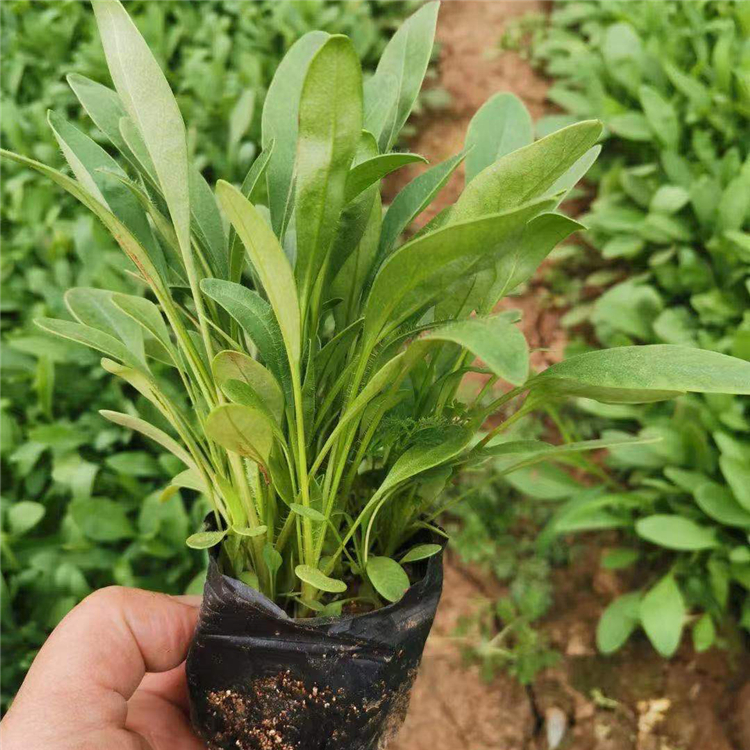 大花金鸡菊  金鸡菊小苗  花朵繁盛鲜艳，冬叶长绿