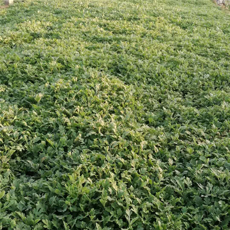 时令草花多年生宿根花卉  地被菊供应  室内观赏盆栽，美化阳台