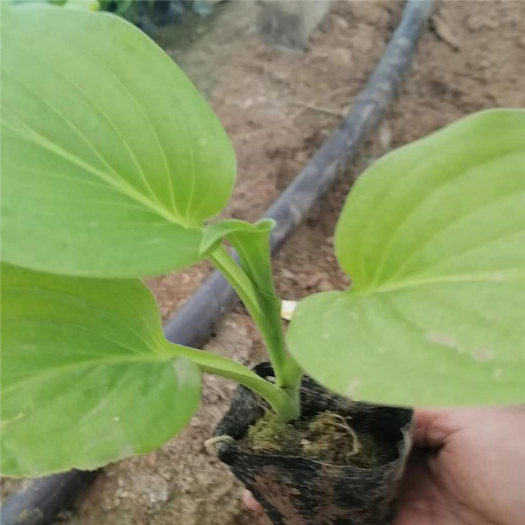青泰  紫花玉簪批发商  观赏性好