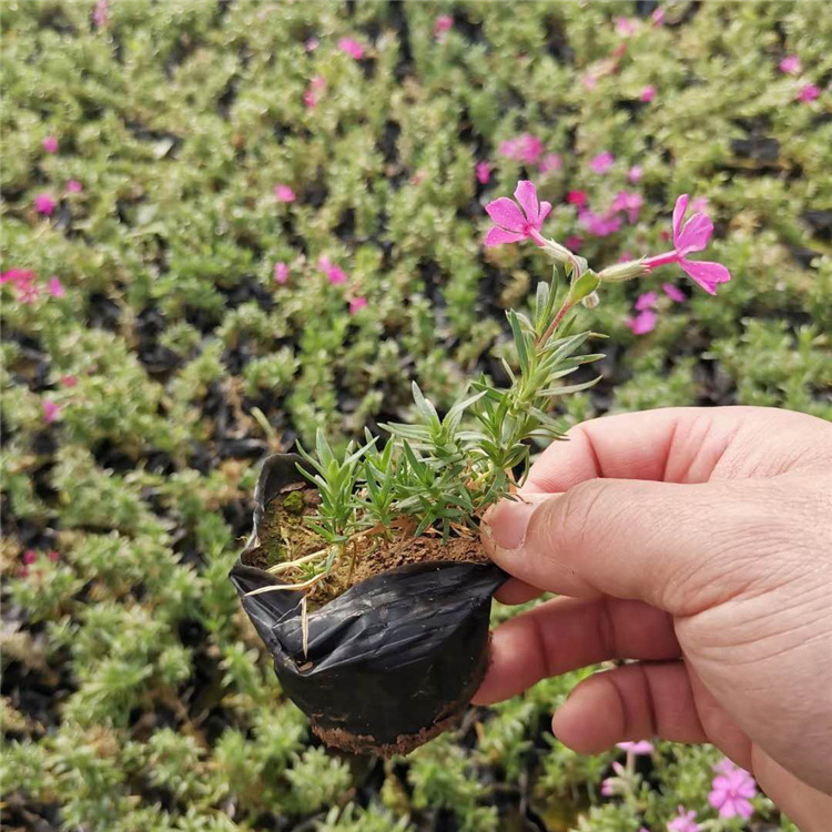 粉色福禄考  丛生福禄考盆苗  庭园美化