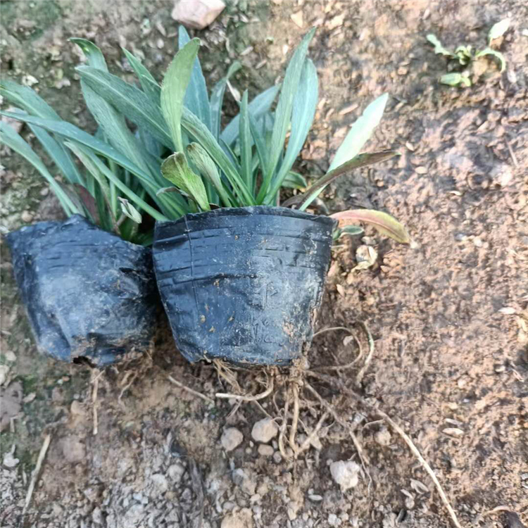 青泰  荷兰菊盆栽  适应能力强