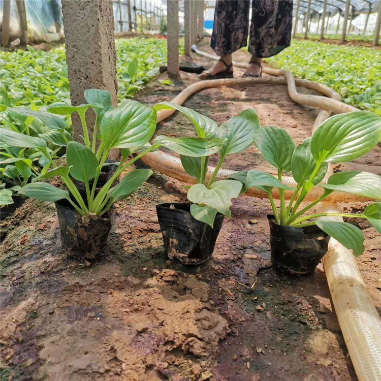青泰  大花白玉簪小苗  喜阴湿环境