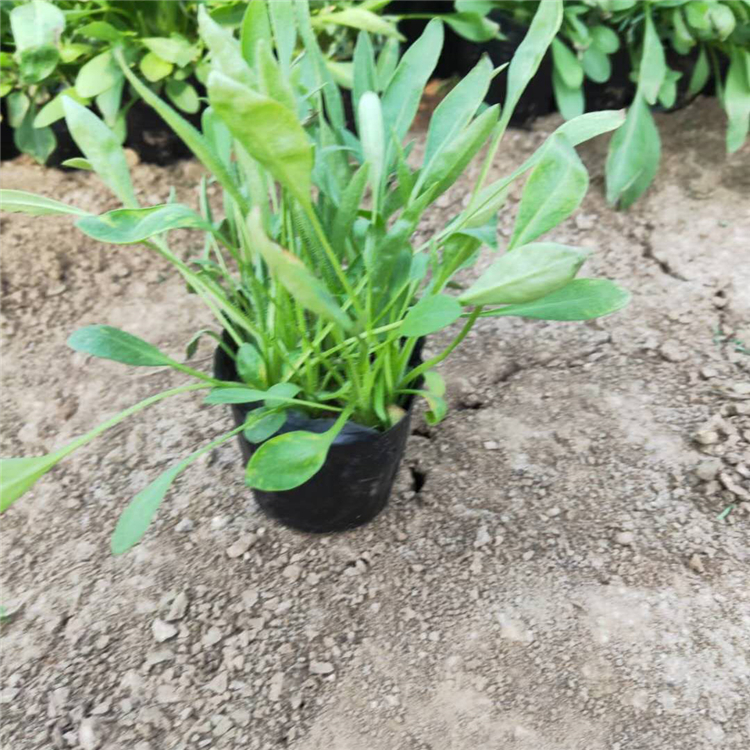 山东金鸡菊种植  金鸡菊基地  花朵繁盛鲜艳，冬叶长绿