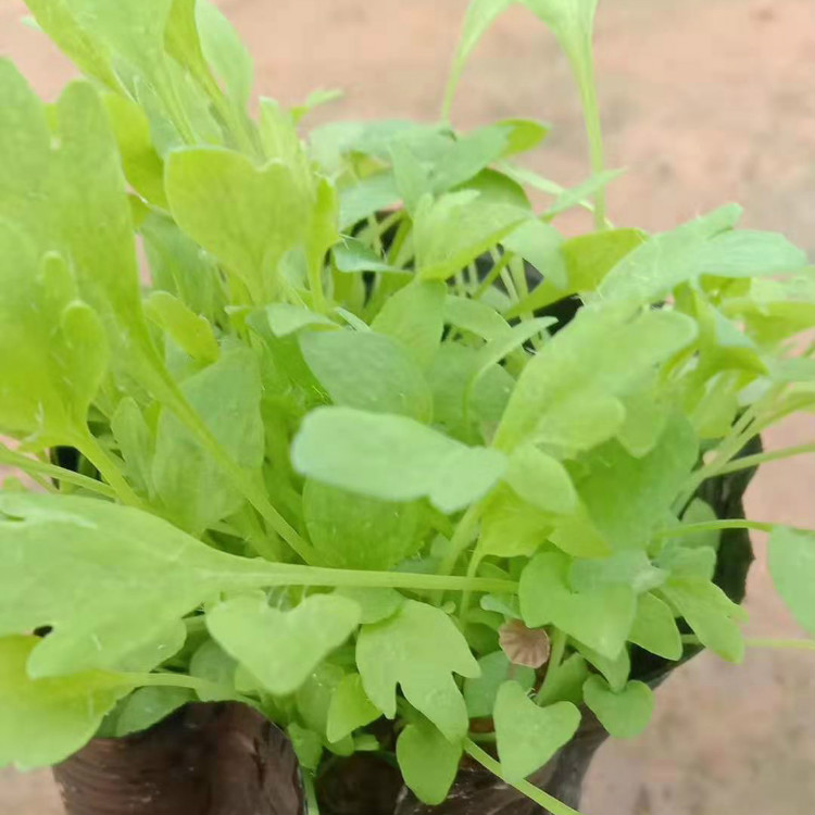 青泰  冰岛虞美人供应  四季开花