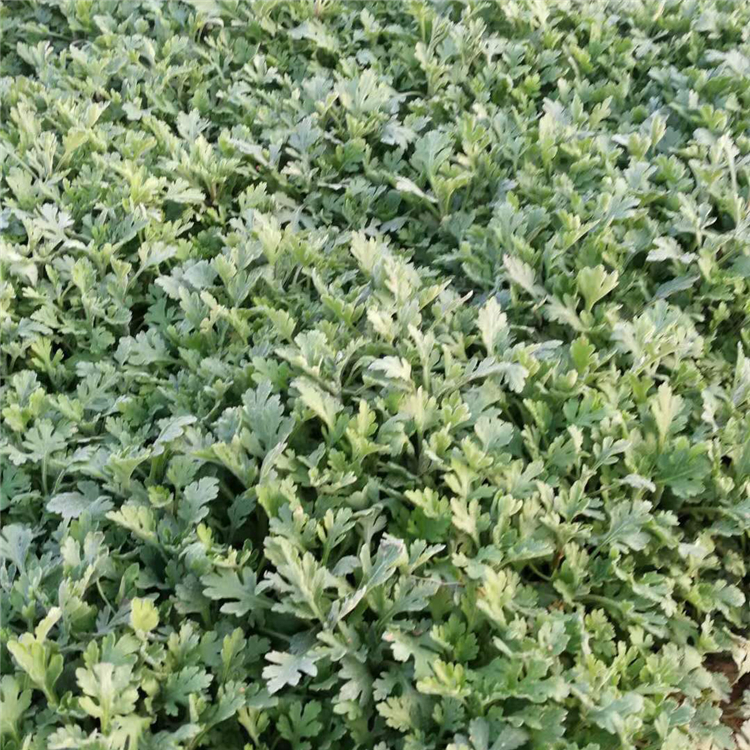 绿化用地被菊价格  地被菊价格  花朵紧密