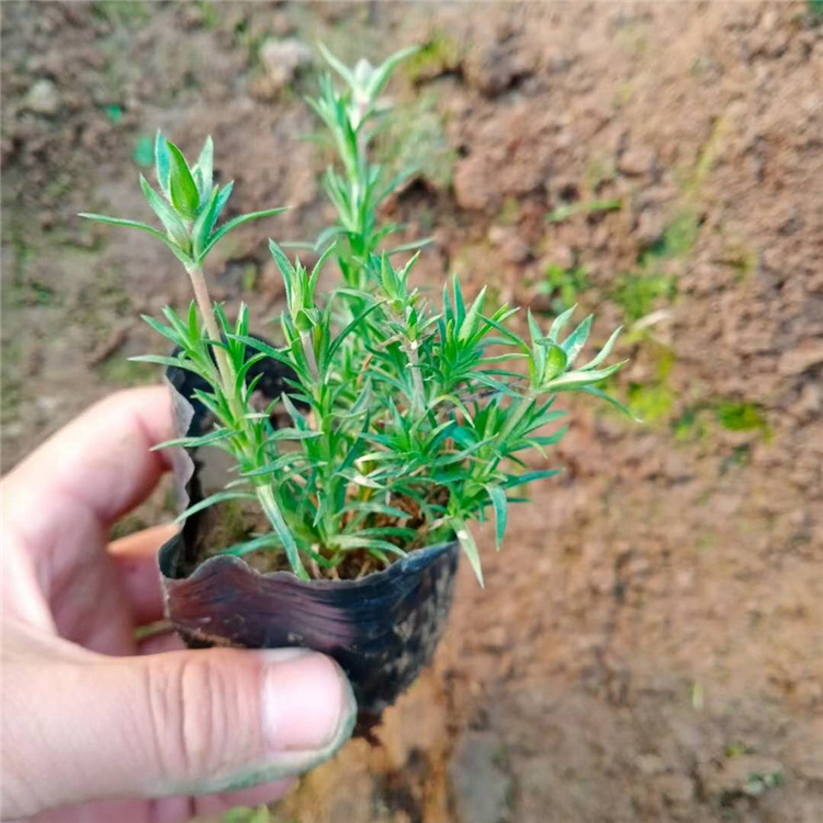 山东福禄考花苗  福禄考花海用苗  庭园美化