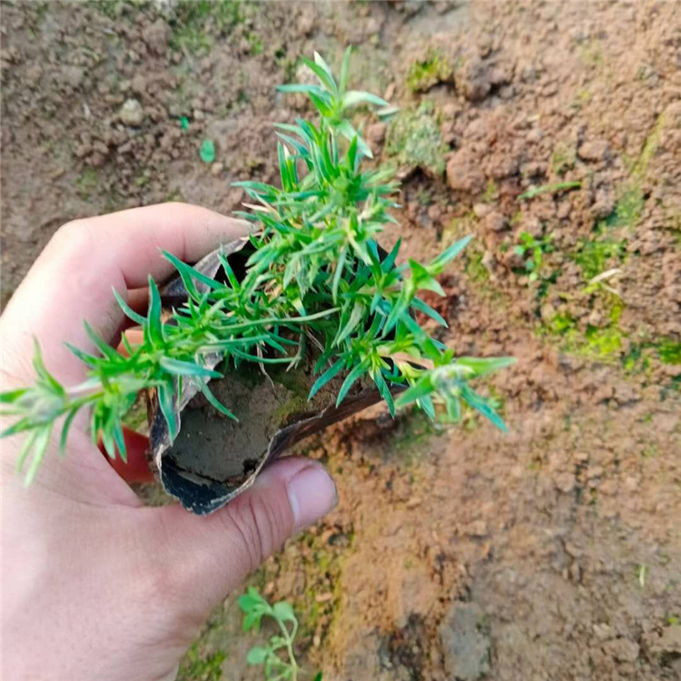 花海工程用福禄考  丛生福禄考批发  多用作花境前景或中景栽植
