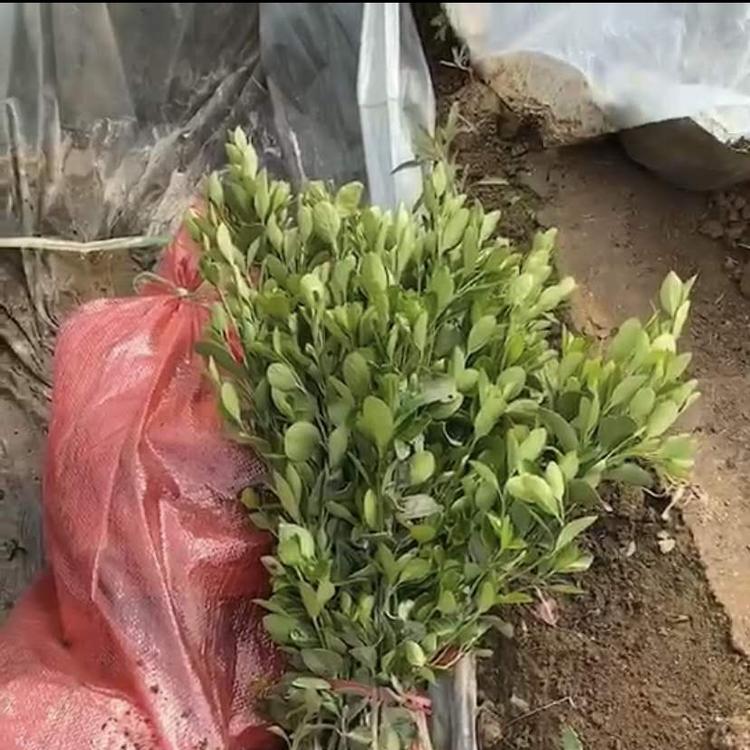 绿化苗木供应大叶黄杨  大叶黄杨球  移栽好成活