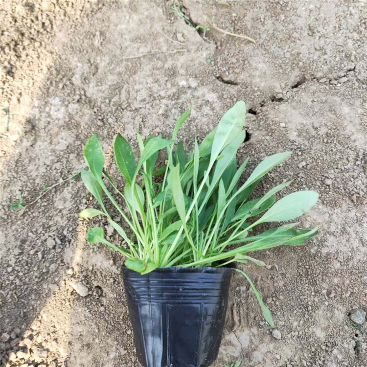 大花金鸡菊  金鸡菊基地  花朵繁盛鲜艳，冬叶长绿