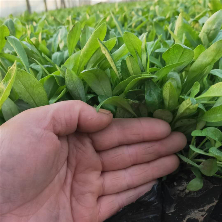 多年生草本金鸡菊  绿化用金鸡菊  庭院常见栽培