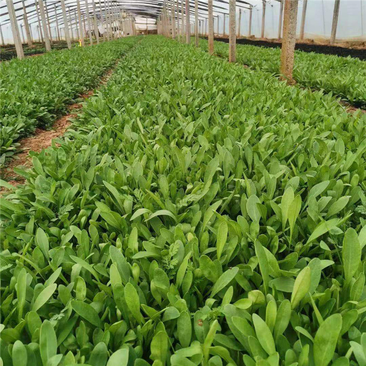 青泰  多芽金鸡菊  庭院常见栽培