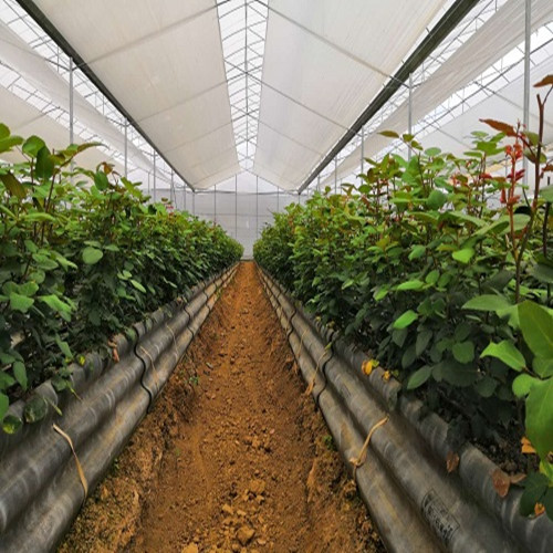 蔬菜温室大棚配件 蔬菜大棚建造 