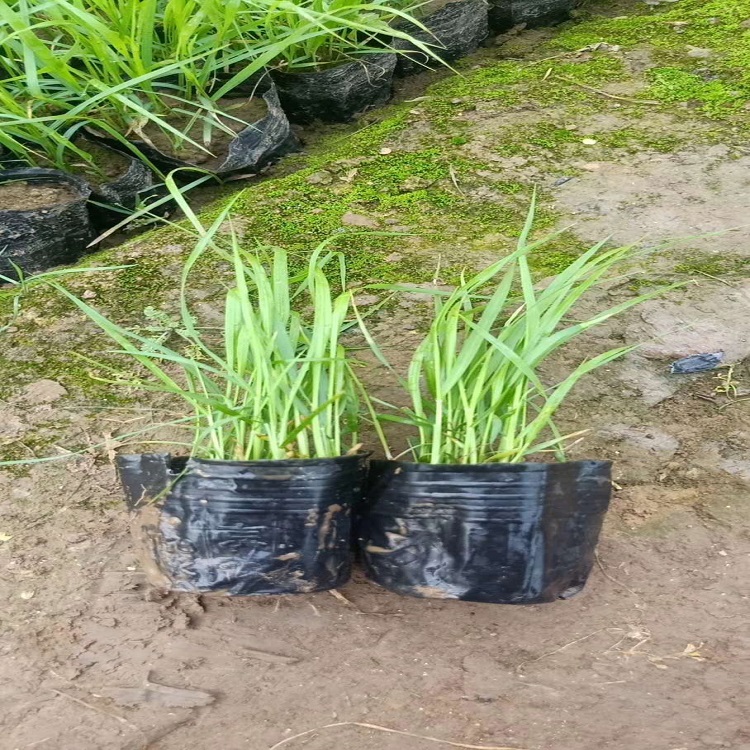 青州盆栽紫叶狼尾草  基地直销狼尾草  抗老化能力强