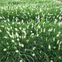 基地现苗  狼尾草小苗  长势好易成活