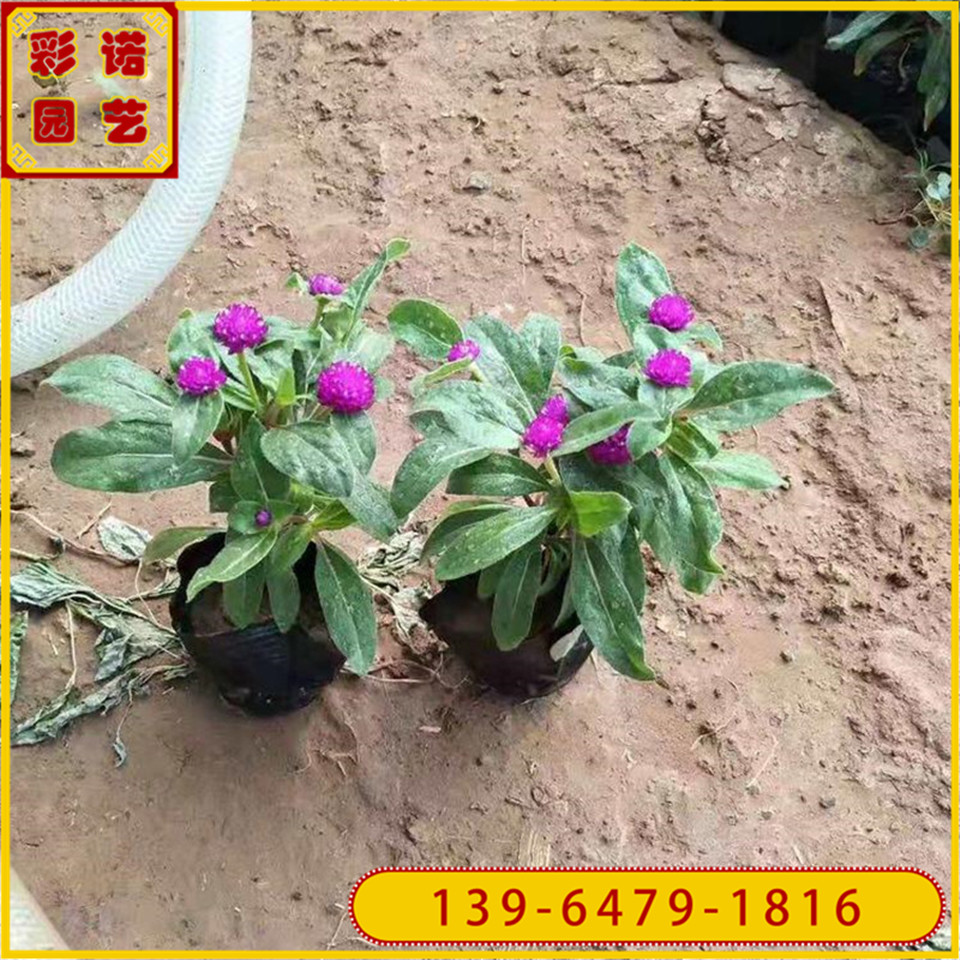 多年生千日红小苗基地 小红球红色花卉百日红花苗