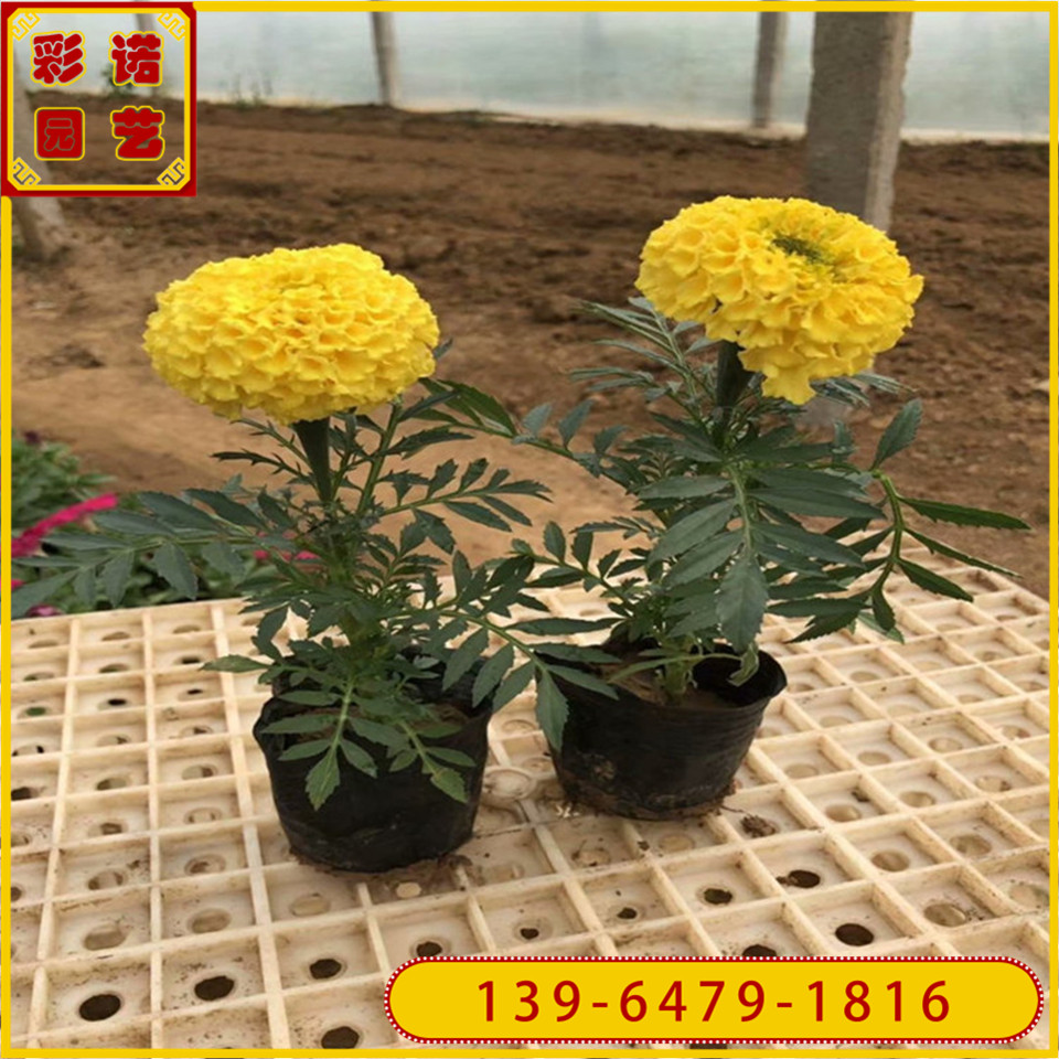 青州时令草花 黄色万寿菊双色杯价格 租摆草花园林绿化用苗