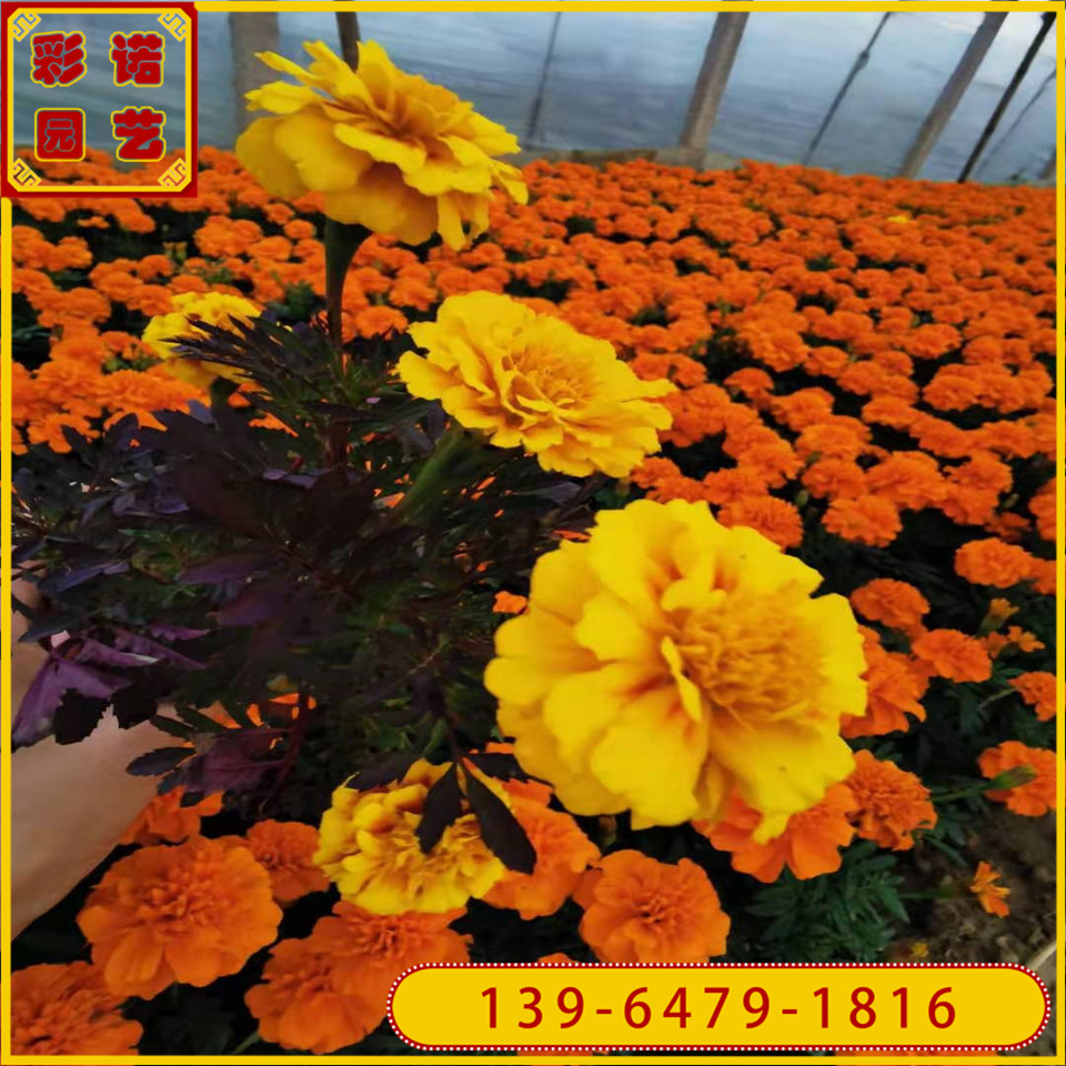 黄色孔雀草花盆栽花苗 孔雀草小苗价格 孔雀草花期