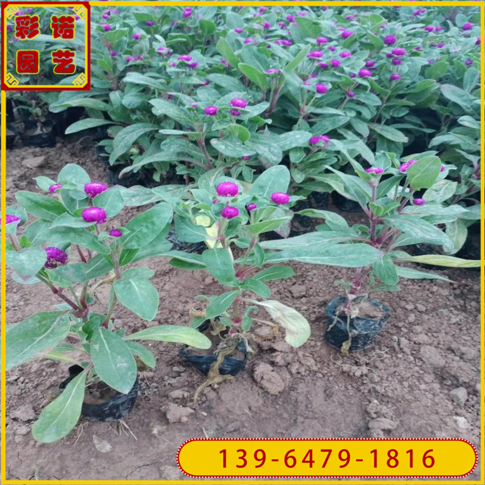 山东千日红小杯苗价格 百日红种苗基地直销 花海常用花苗