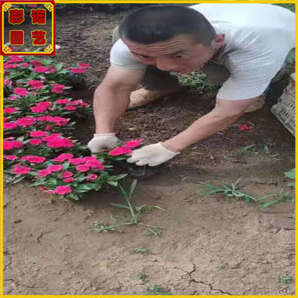 天天开杯苗种植基地 长春花小苗批发 天天开盆栽供应商