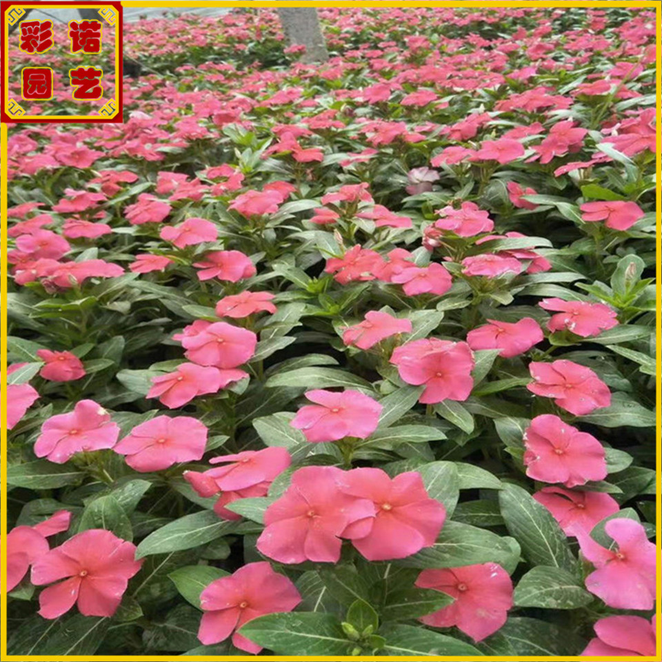 天天开小苗批发价格 山东青州花卉长春花种苗几个颜色  